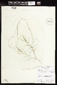 Potamogeton friesii image