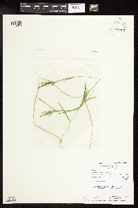 Potamogeton friesii image