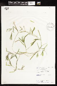 Potamogeton friesii image