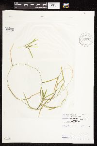 Potamogeton friesii image