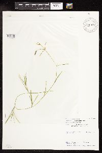 Potamogeton friesii image