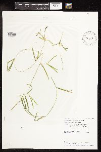 Potamogeton friesii image