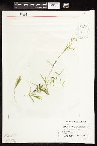 Potamogeton friesii image