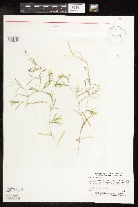 Potamogeton friesii image