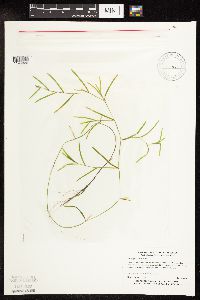 Potamogeton friesii image