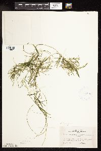 Potamogeton friesii image