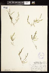 Potamogeton friesii image