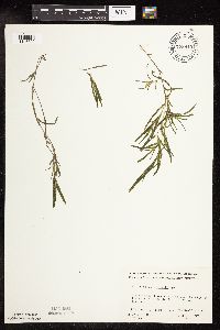 Potamogeton friesii image