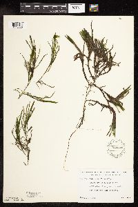 Potamogeton friesii image