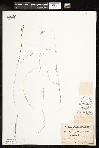 Potamogeton friesii image