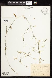 Potamogeton friesii image