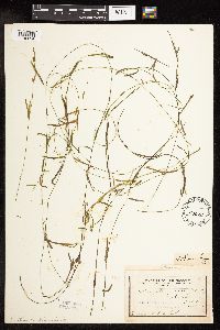 Potamogeton friesii image