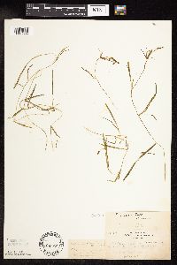 Potamogeton friesii image