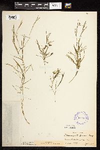 Potamogeton friesii image