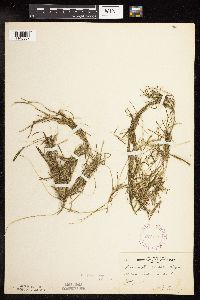 Potamogeton friesii image