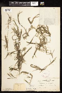 Potamogeton friesii image