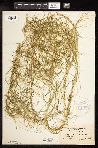 Potamogeton friesii image