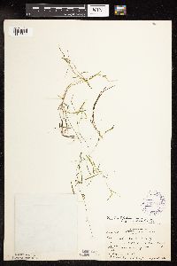 Potamogeton friesii image