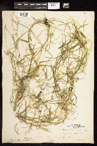 Potamogeton friesii image