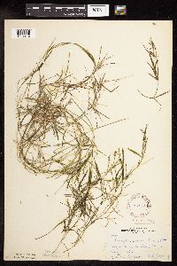 Potamogeton friesii image