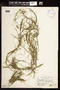 Potamogeton friesii image