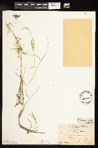 Potamogeton friesii image