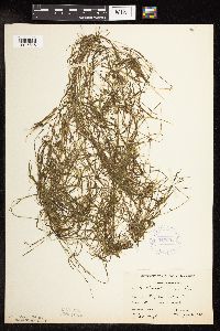 Potamogeton friesii image