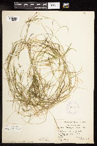 Potamogeton friesii image