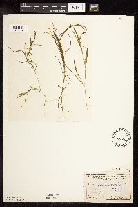 Potamogeton friesii image