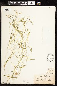 Potamogeton friesii image