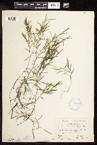 Potamogeton friesii image