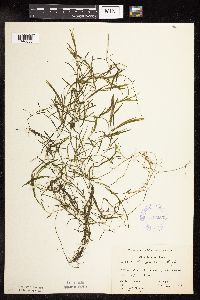Potamogeton friesii image