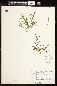 Potamogeton friesii image