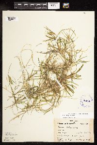 Potamogeton friesii image