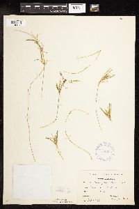 Potamogeton friesii image