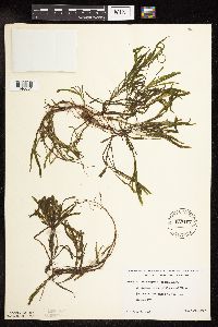 Potamogeton friesii image