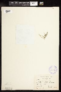 Potamogeton friesii image