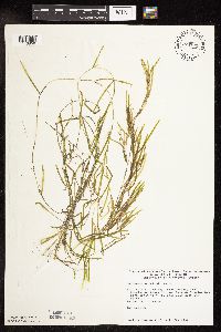 Potamogeton friesii image