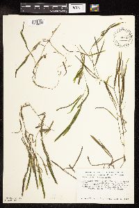 Potamogeton friesii image