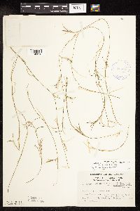 Potamogeton friesii image