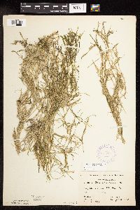 Potamogeton friesii image