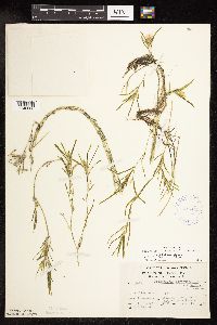 Potamogeton friesii image