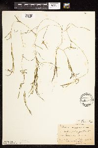 Potamogeton friesii image