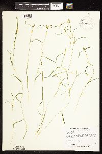 Potamogeton friesii image