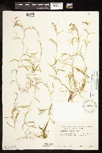 Potamogeton friesii image