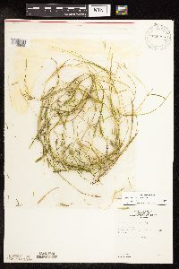 Potamogeton friesii image