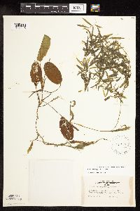 Potamogeton gramineus image