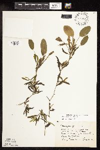 Potamogeton gramineus image