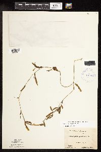 Potamogeton gramineus image