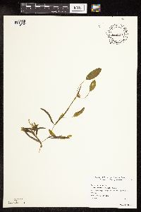 Potamogeton gramineus image